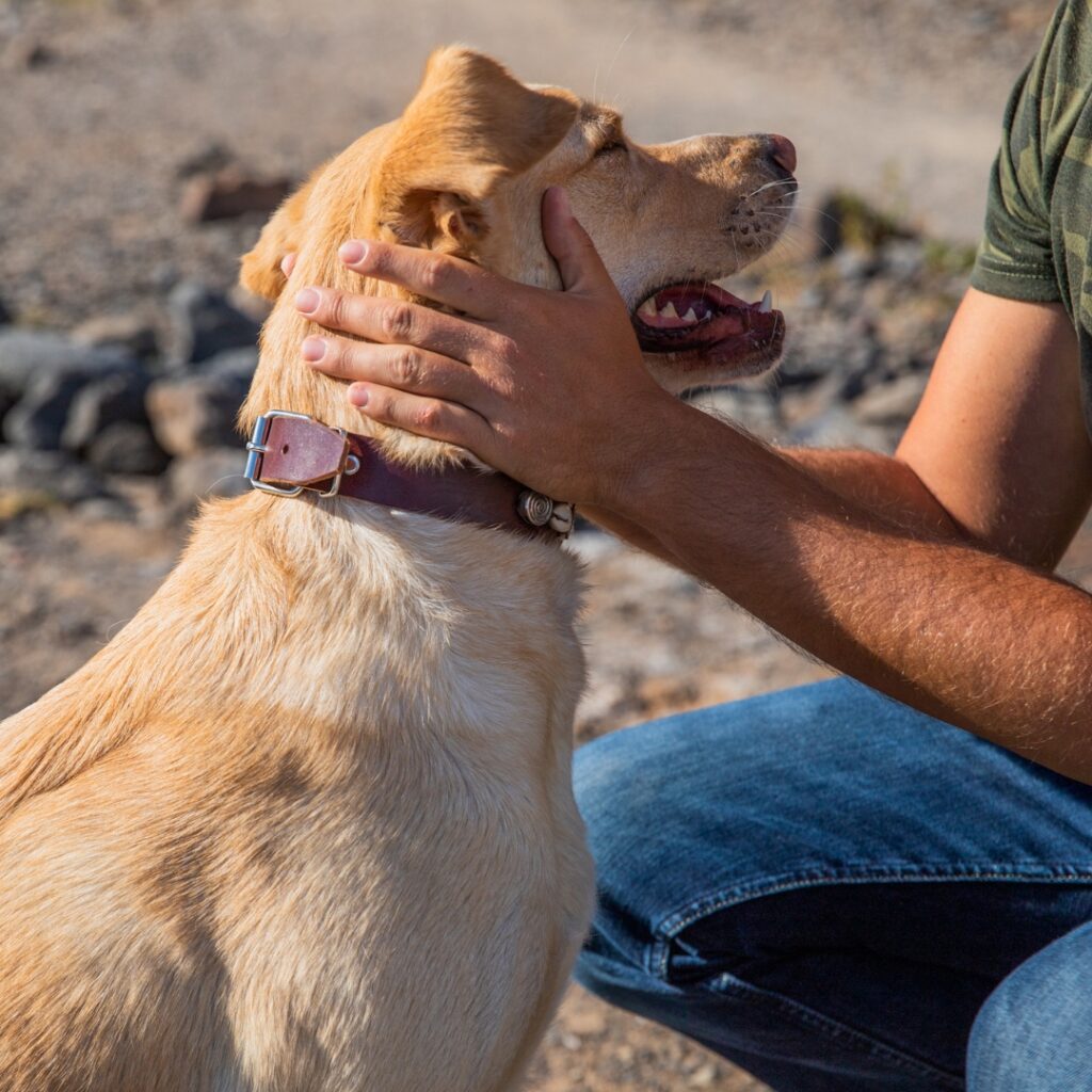 dog trainer carrying out training sessions