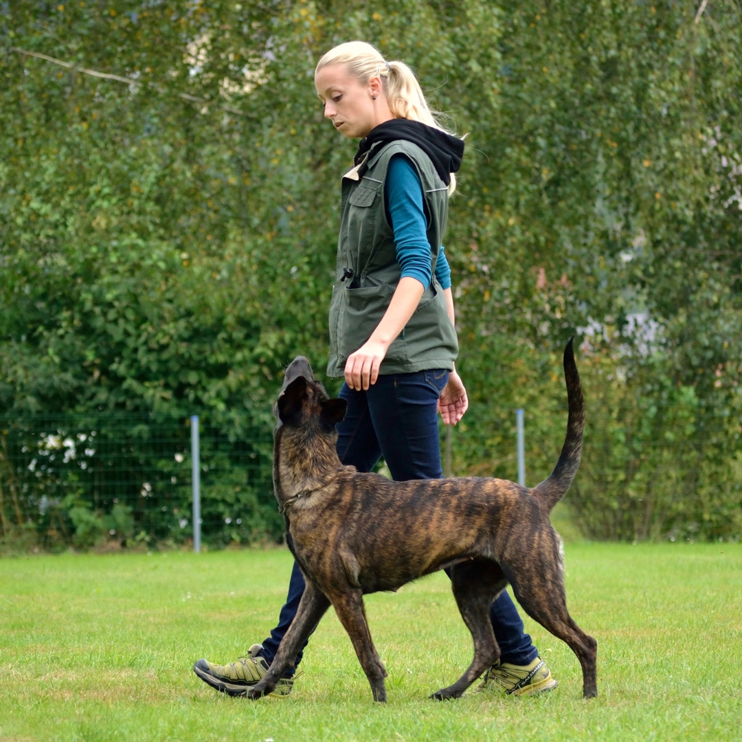 Female dog trainer working with a large brown dog
