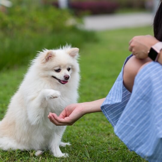 White pekinese dog with woman outside