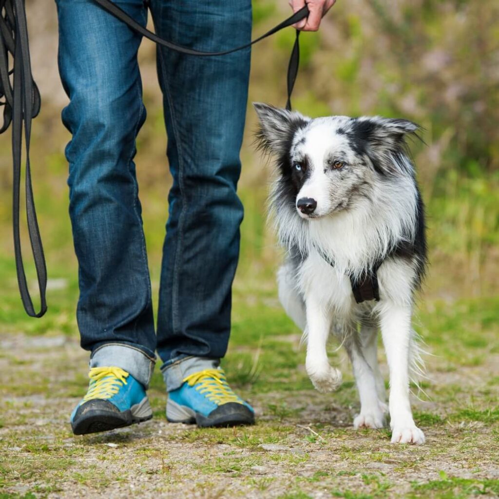 Dog trainer loose lead walking with collie close up brand photoshoot of his process