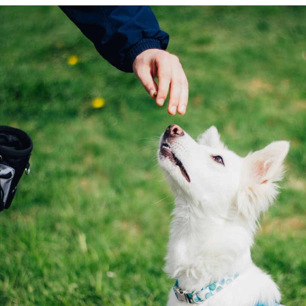 photo of dog and trainer in a brand photoshoot for her dog trainer business