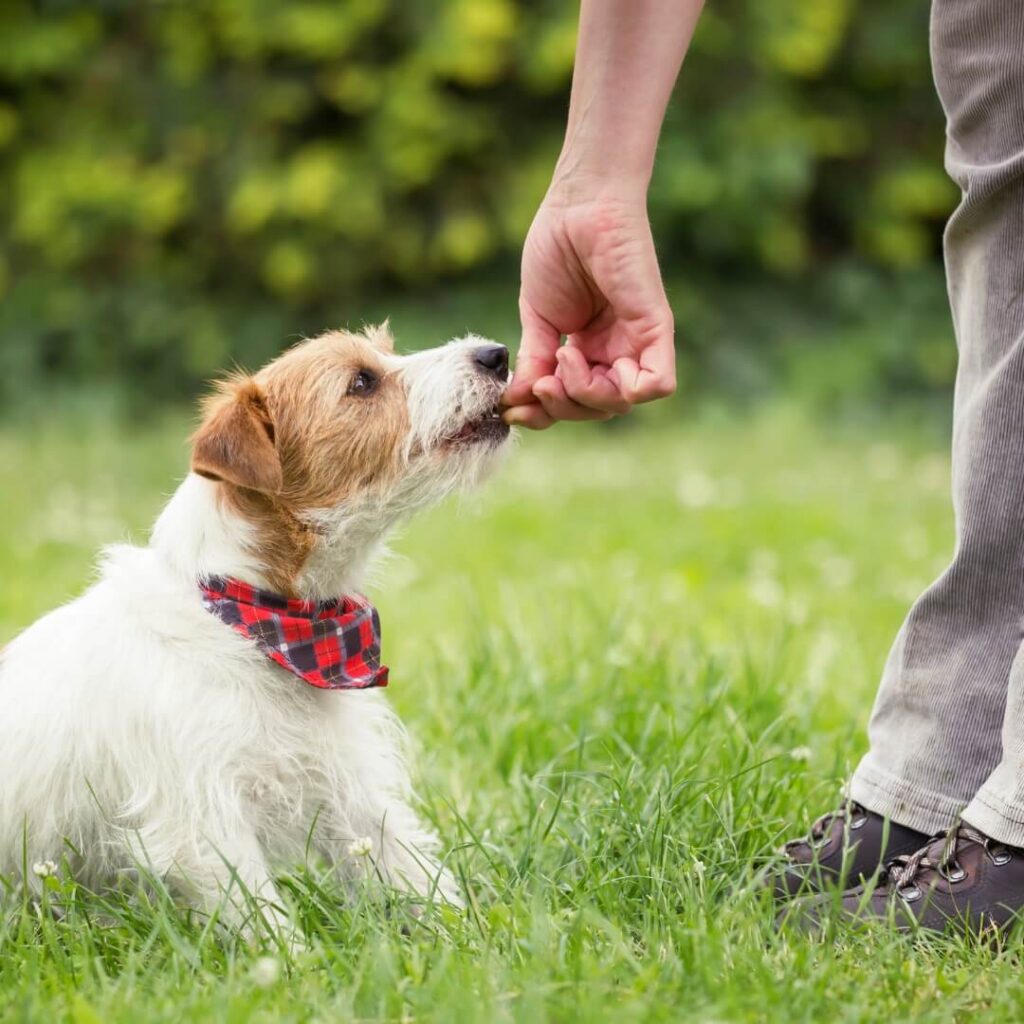 Building an email list is a great way to nurture dog guardians and make them aware of force free training